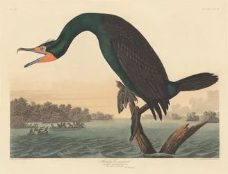 Cormoran de Floride