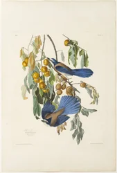 Geai de Floride