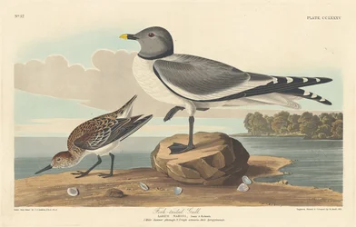 Mouette à queue fourchue, 1835.