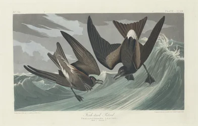 Pétrel à queue fourchue, 1835.
