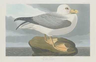 Fulmar pétrel