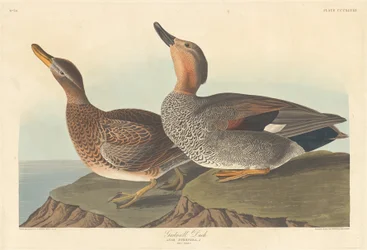 Canard chipeau, 1836