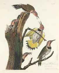 Pic à ailes dorées