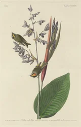 Roitelet huppé, 1833