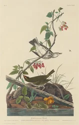 Paruline à Couronne Dorée, 1832