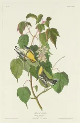 Paruline à gorge noire, 1832