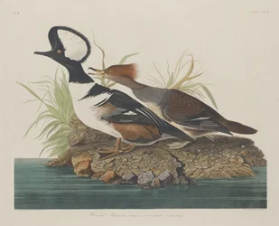 Harle couronné, 1834