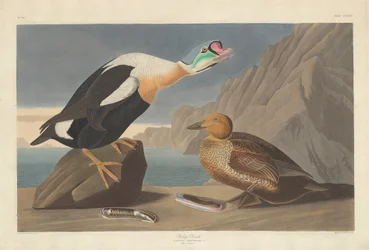 Canard roi, 1835