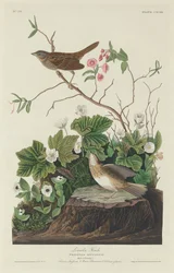 Lincoln Finch, 1834