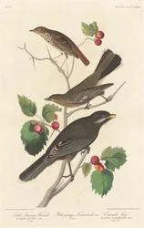 Petit grive fauve, 1838