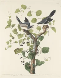 Pie-grièche migratrice, 1829