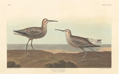 Bécasseau à longues pattes