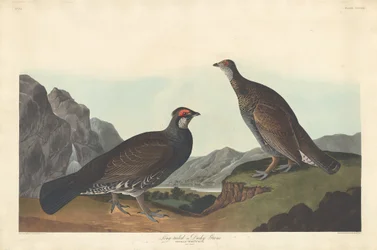 Grand tétras ou Tétras sombre, 1837