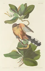Coulicou des mangroves, 1833