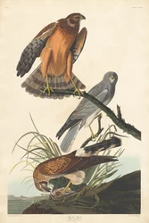Busard des marais
