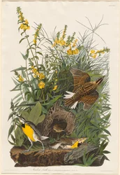 Alouette des prés, 1832