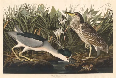 Héron de nuit ou Qua bird