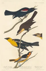 Étourneau de Nuttall, Troupiale à tête jaune et Oriole de Bullock