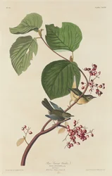 Paruline des marais, 1832