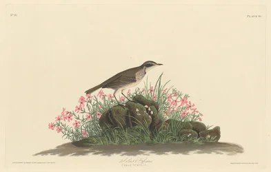 Titlark des prairies, 1830.