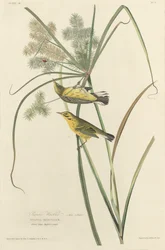 Paruline des prairies, 1827