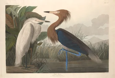 Héron pourpré, 1835
