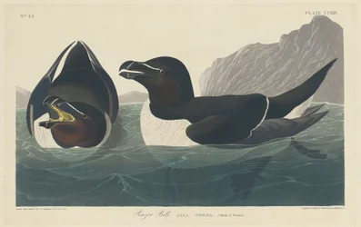 Razor Bill, 1834