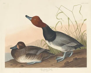 Canard à tête rouge, 1836