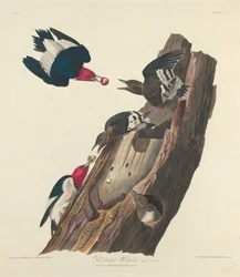 Pic à tête rouge, 1828