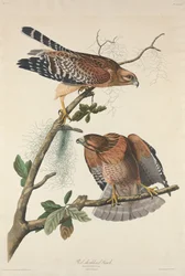 Buse à épaulettes rouges, 1829