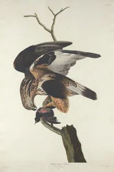 Faucon à pattes rugueuses, 1833