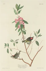 Troglodyte à couronne rubis, 1834