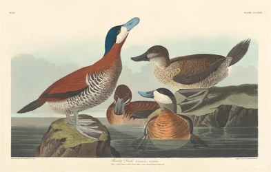 Canard roux