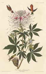 Colibri à cou roux