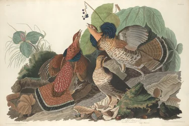 Gélinotte huppée, 1828