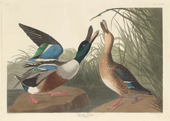 Canard souchet, 1836