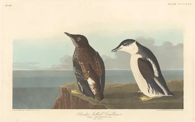 Guillemot à bec mince, 1838