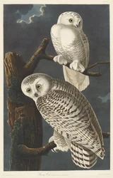 Harfang des neiges, 1831