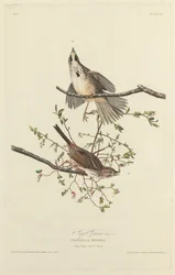 Bruant chanteur, 1827