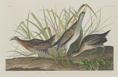 Sora ou Râle, 1834