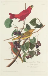 Oiseau Rouge d