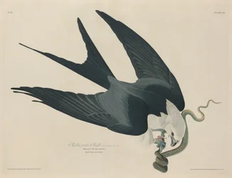 Milan à queue fourchue, 1829.