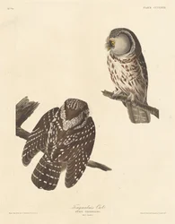 Chouette de Tengmalm, 1837