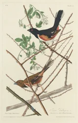 Bruant Towee, 1828