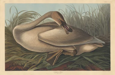Cygne trompette, 1837