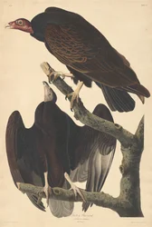 Urubu, 1832