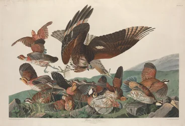 Perdrix de Virginie, 1830