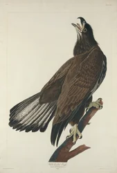 Pygargue à tête blanche, 1832