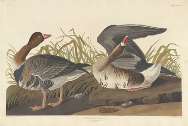 Oie à front blanc, 1836
