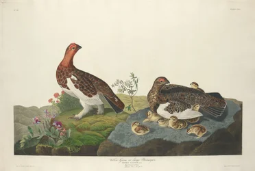 Lagopède, 1834